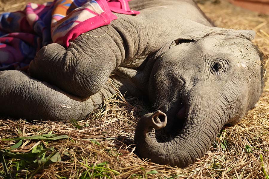 Bani - Protect Elephant From Speeding Trains