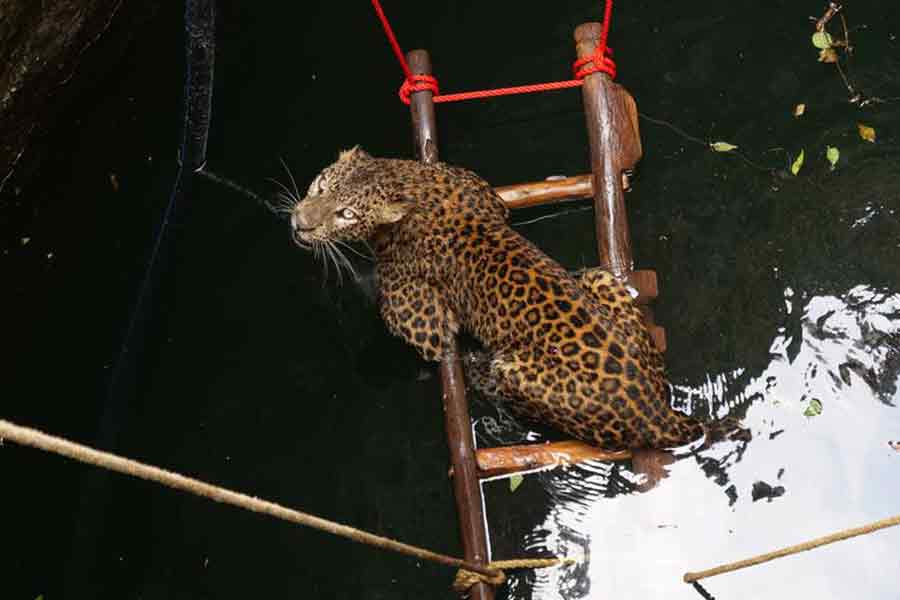 Protect India's Wildlife from Open Wells!